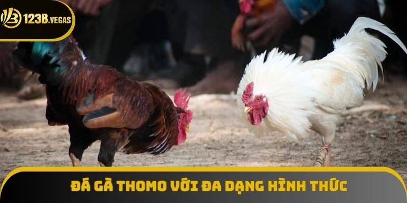 Các giải đá gà Thomo với đa dạng hình thức thi đấu