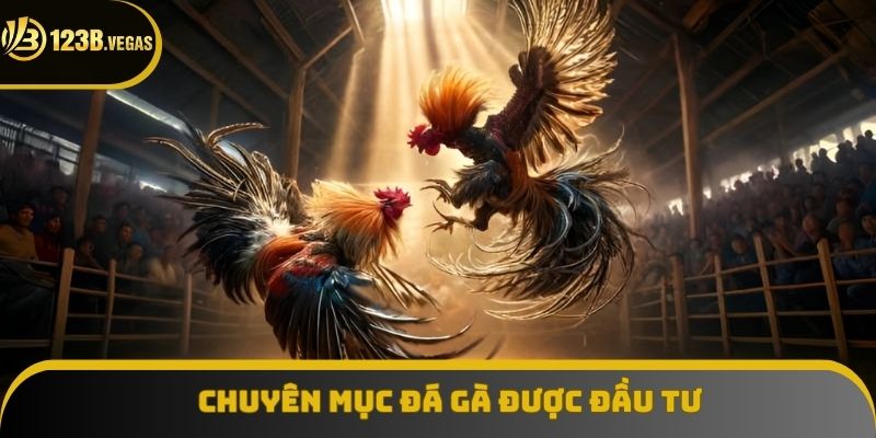 Chuyên mục đá gà 123B được đầu tư mạnh