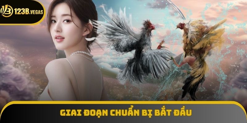 Giai đoạn chuẩn bị bắt đầu các trận đấu đá gà cựa dao Giai đoạn chuẩn bị bắt đầu các trận đấu đá gà cựa dao