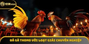 Đá Gà Thomo - Đồng Hành Với Những Giải Đấu Chuyên Nghiệp