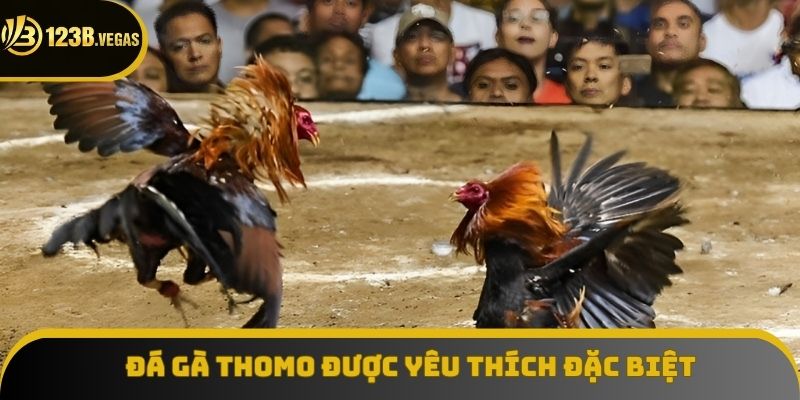 Chọi kê Thomo được quan tâm đặc biệt