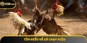 Gà Chạy Kiệu Triển Khai Trên Sân Ra Sao? Phân Tích Đặc Điểm