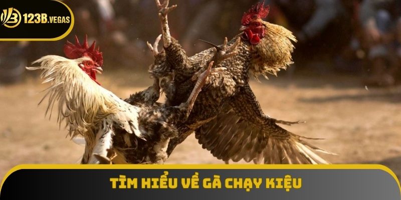 Gà Chạy Kiệu Triển Khai Trên Sân Ra Sao? Phân Tích Đặc Điểm