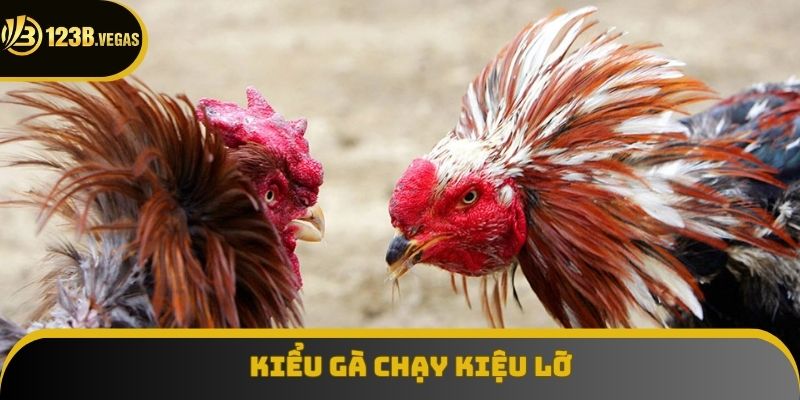 Cách đánh chủ đạo khi ra sân của gà chọi Cách đánh chủ đạo khi ra sân của gà chọi